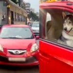 मुंबई की सड़क पर हस्की डॉग ने संभाली ड्राइविंग सीट! वीडियो देख लोगों की आंखें फटी की फटी रह गई!