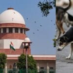 आवारा कुत्तों पर सुप्रीम कोर्ट का बड़ा फैसला,शेल्टर होम नहीं, नसबंदी ही सही हल, जानिए अदालत ने क्या सुनाया निर्णय?