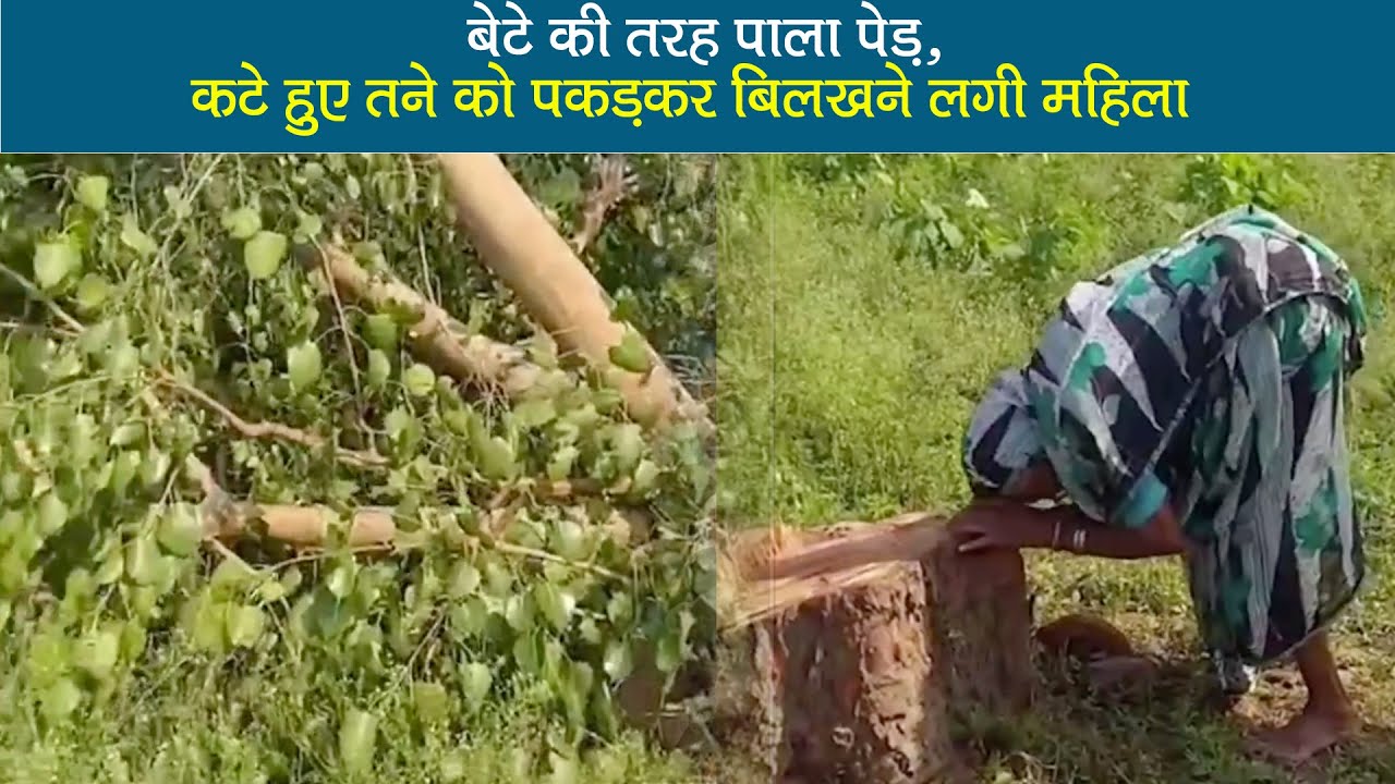 ‘बेटे’ की तरह पाला पीपल का पेड़, उसे कटता देख बिलख पड़ीं बुजुर्ग महिला, वीडियो कर देगा भावुक