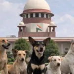 जिनको खाना खिलाना है वो अपने घर ले जाए डॉग को, भड़का सुप्रीम कोर्ट कहा- 'भावनाएं सिर्फ कुत्तों के लिए है, इंसानों के लिए नहीं?'