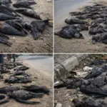 तमिलनाडु में बढ़ा बर्ड फ्लू का खतरा, H5N1 वायरस से अब तक सैकड़ों कौवों की हुई मौत..सरकार ने दिए सख्त निर्देश