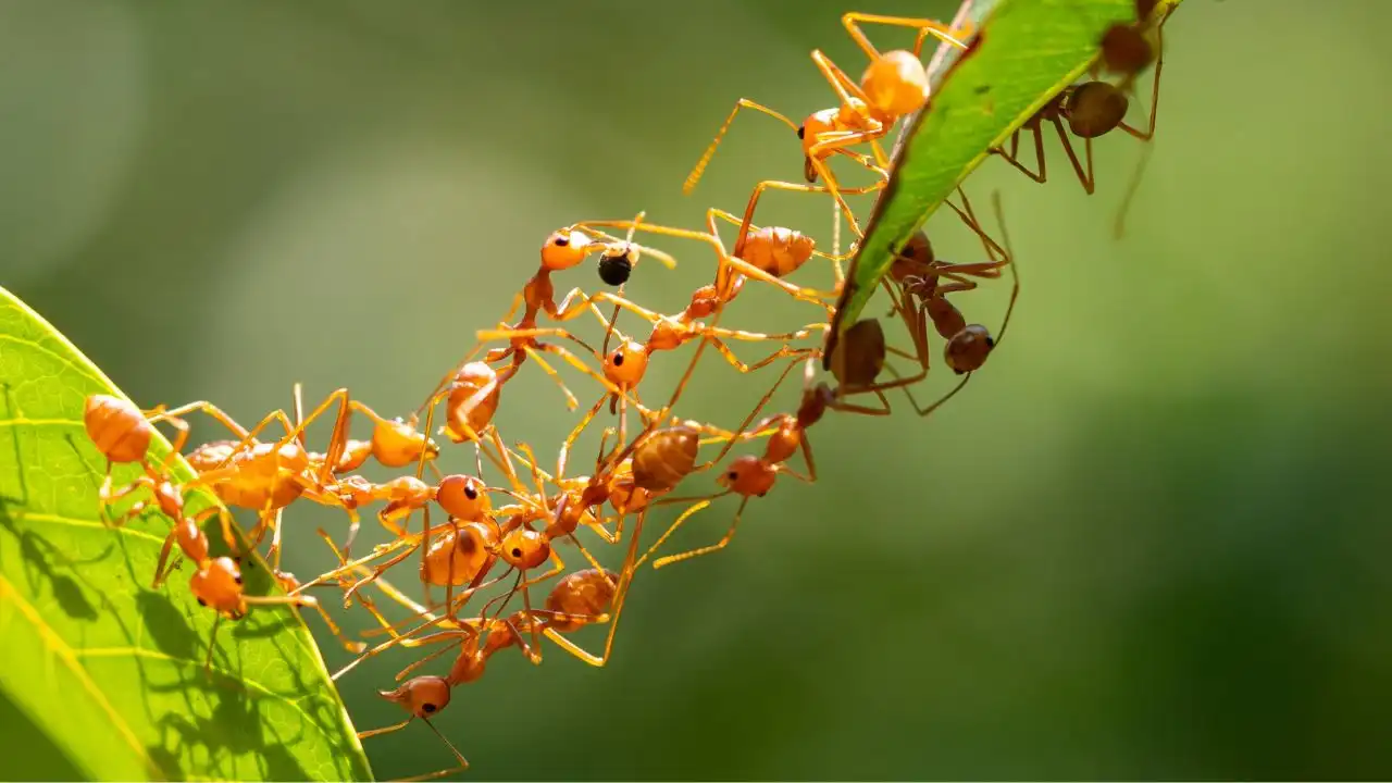 an ant selling for 20000 why is this shocking smuggling racket rapidly growing in kenya find out the reason