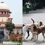 Stray Dogs Case Verdict: डॉग लवर्स की याचिका को सुप्रीम कोर्ट ने किया ख़ारिज, सार्वजनिक जगहों से आवारा कुत्तों को हटाने का दिया निर्देश