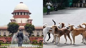 stray dogs case verdict supreme court rejects dog lovers plea orders removal of stray dogs from public places