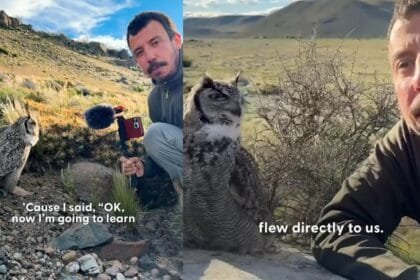 weird news in hindi - Owl's Viral Interview: Turkish Bird Lover Appears to Get Owl to "Talk" on Mike