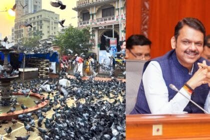maharashtra government orders closure of pigeon shelters instead of feeding