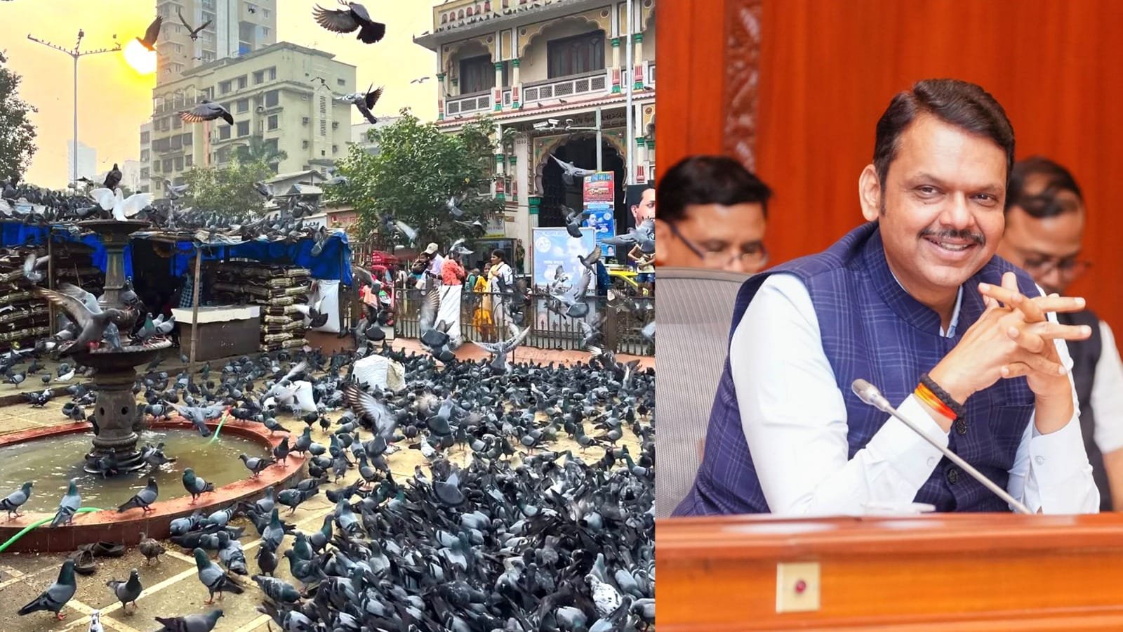 maharashtra government orders closure of pigeon shelters instead of feeding