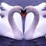 partners for life 5 animals that stay faithful forever