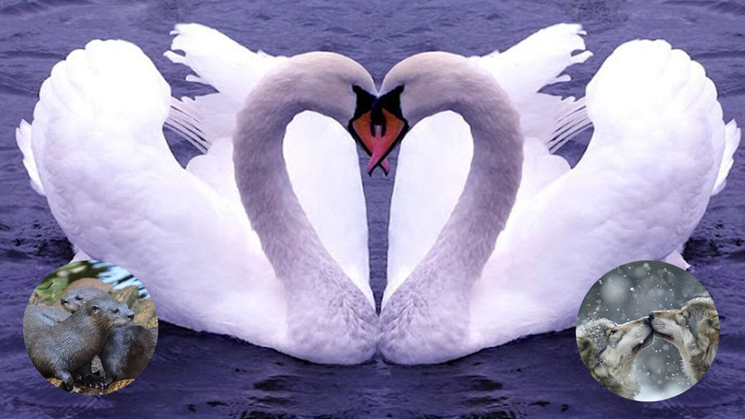 partners for life 5 animals that stay faithful forever