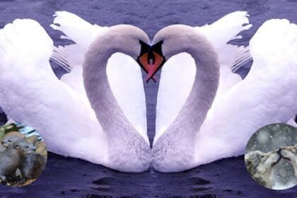 partners for life 5 animals that stay faithful forever