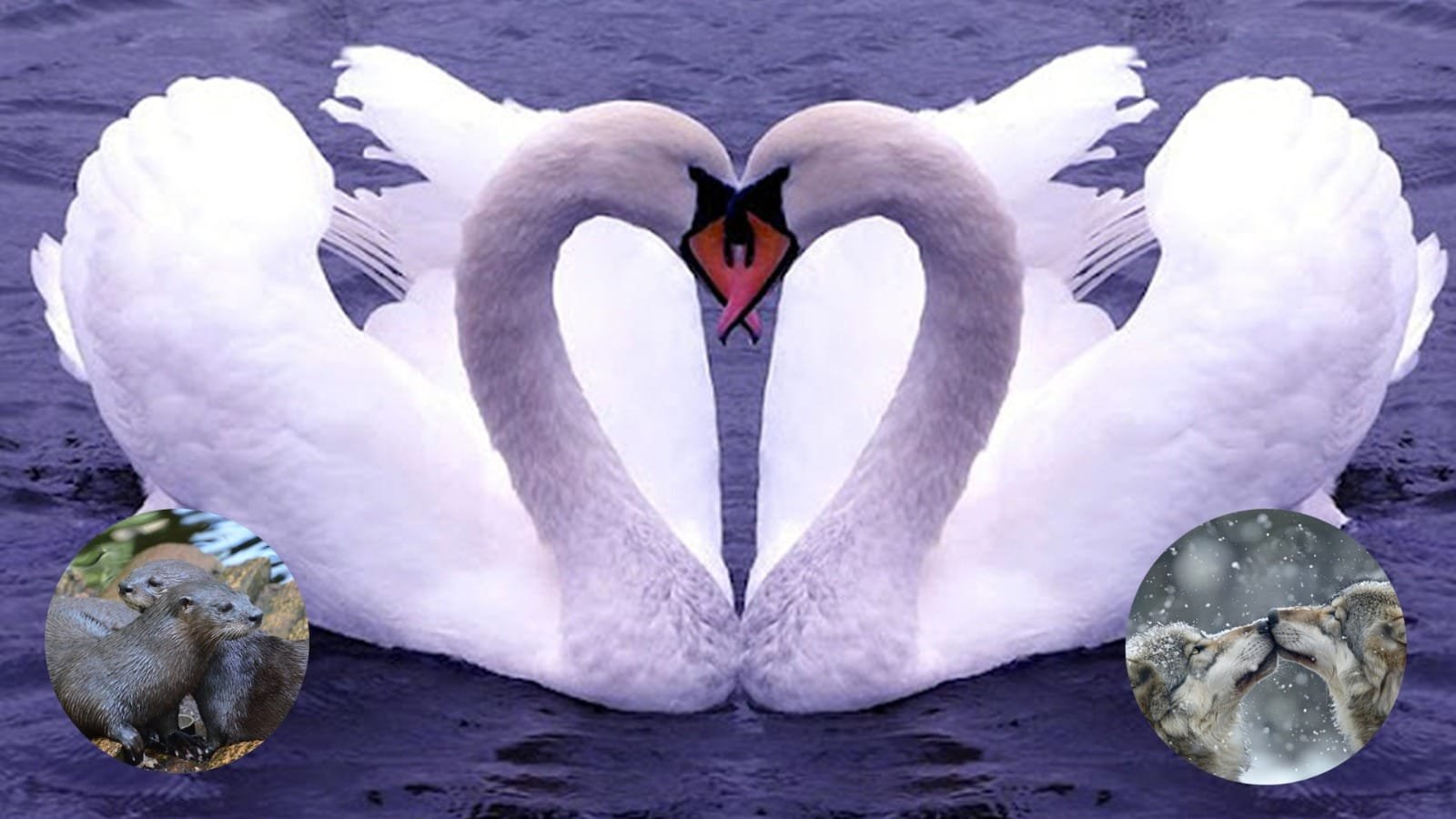 partners for life 5 animals that stay faithful forever