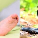 snake dies after biting child in bihar shocking incident