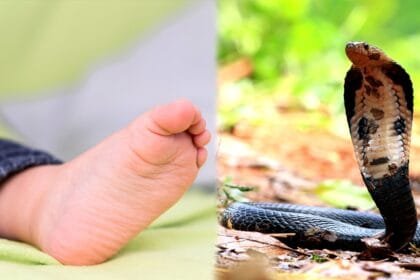 snake dies after biting child in bihar shocking incident