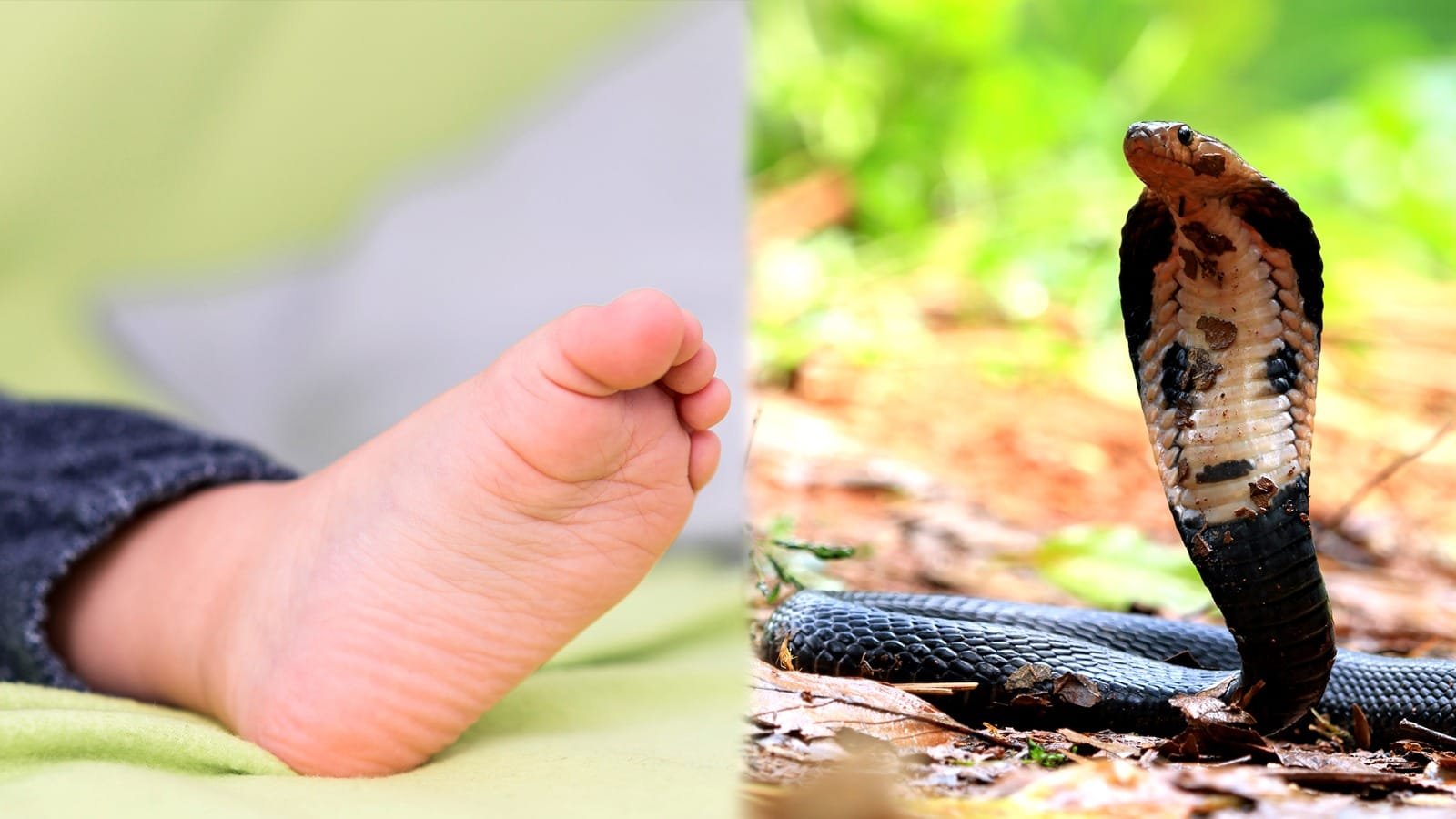 snake dies after biting child in bihar shocking incident