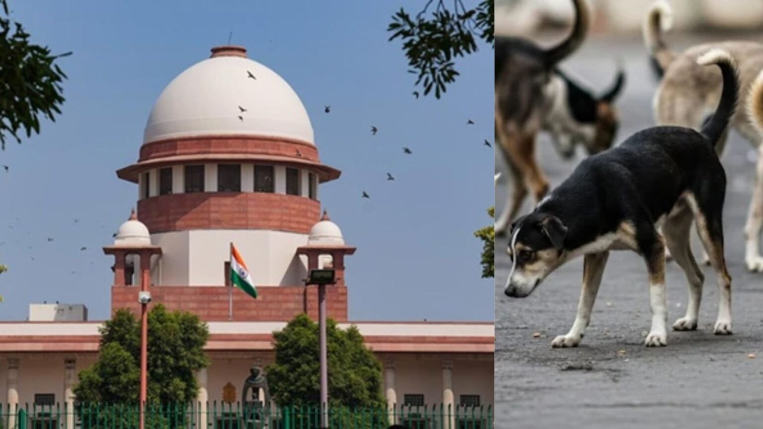 httpspntv.inuncategorizedsupreme courts big decision for stray dogs sterilization is a better option than shelter home2838822082025