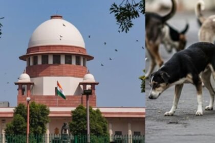 httpspntv.inuncategorizedsupreme courts big decision for stray dogs sterilization is a better option than shelter home2838822082025