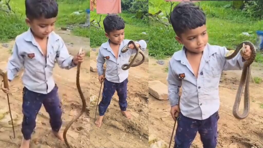 httpspntv.inuncategorizedthe height of carelessness a video of a child catching a snake with an iron rod and then pressing its mouth goes viral2844922082025