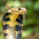 snake bite treatment Kakoda root benefits traditional Ayurvedic remedy Indian herbal medicine