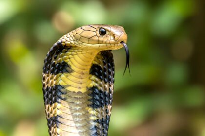 snake bite treatment Kakoda root benefits traditional Ayurvedic remedy Indian herbal medicine