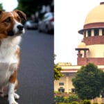 supreme court dog