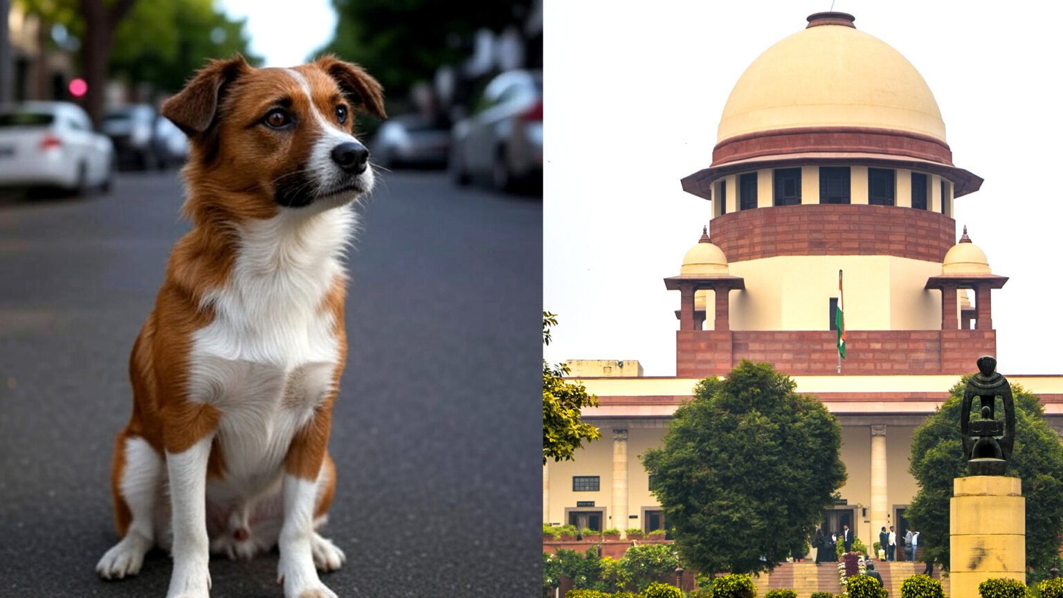supreme court dog