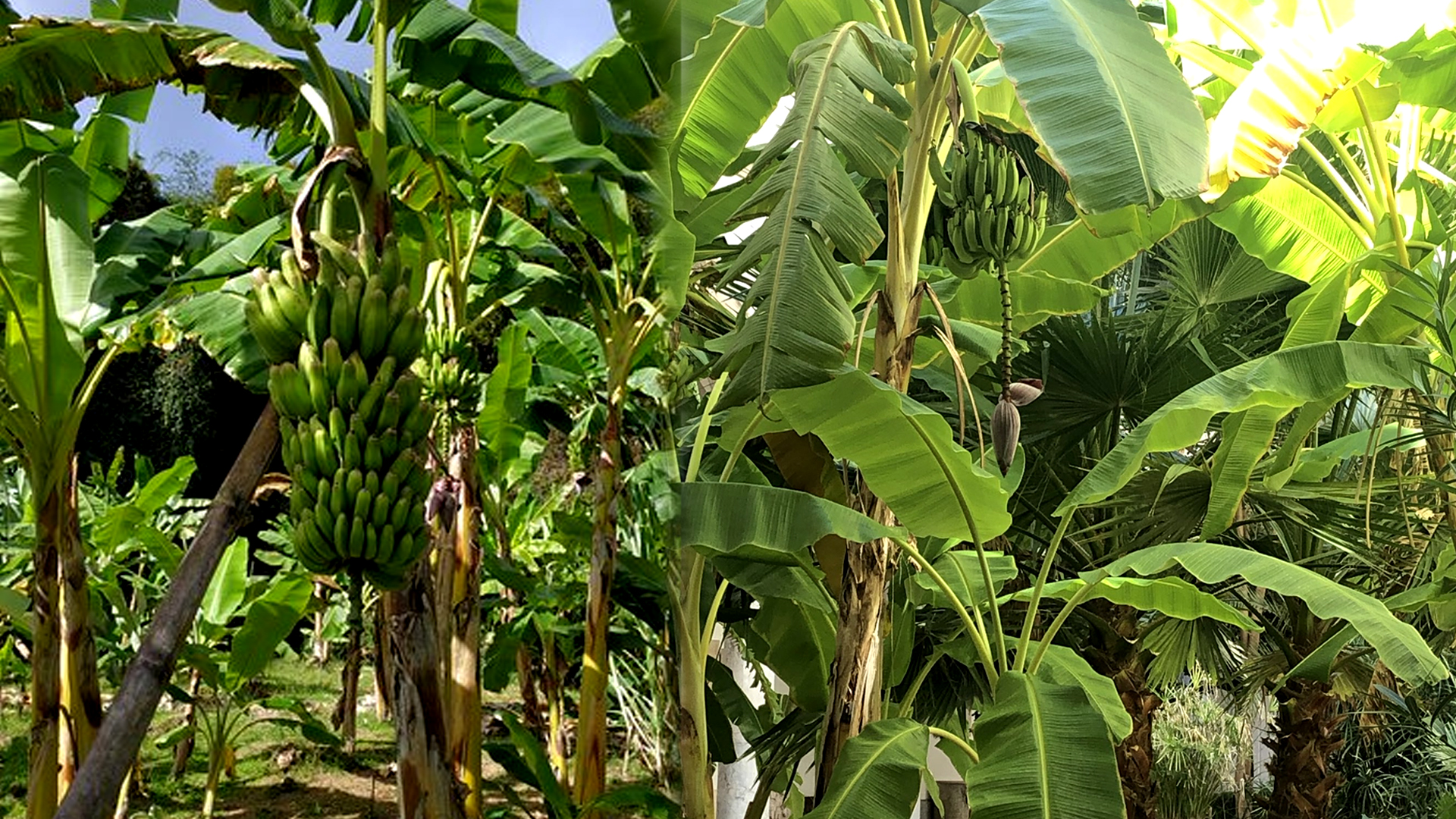 Vastu Tips Banana Plant Benefits Vastu Shastra Home Vastu Hindu Beliefs Banana Tree in House Vastu Plants