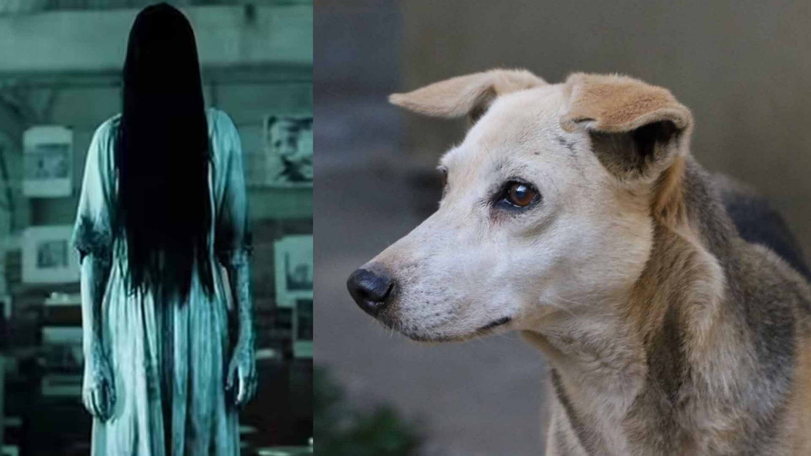 does a dog crying at night indicate the presence of ghosts know the real truth behind it