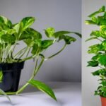 easy home remedies to boost money plant growth simple kitchen ingredients that make it grow faster