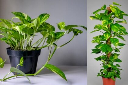 easy home remedies to boost money plant growth simple kitchen ingredients that make it grow faster