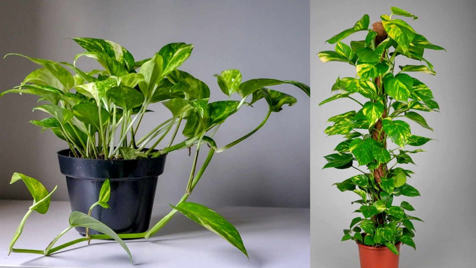 easy home remedies to boost money plant growth simple kitchen ingredients that make it grow faster