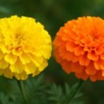 your marigold pot will bloom with flowers just follow this simple trick