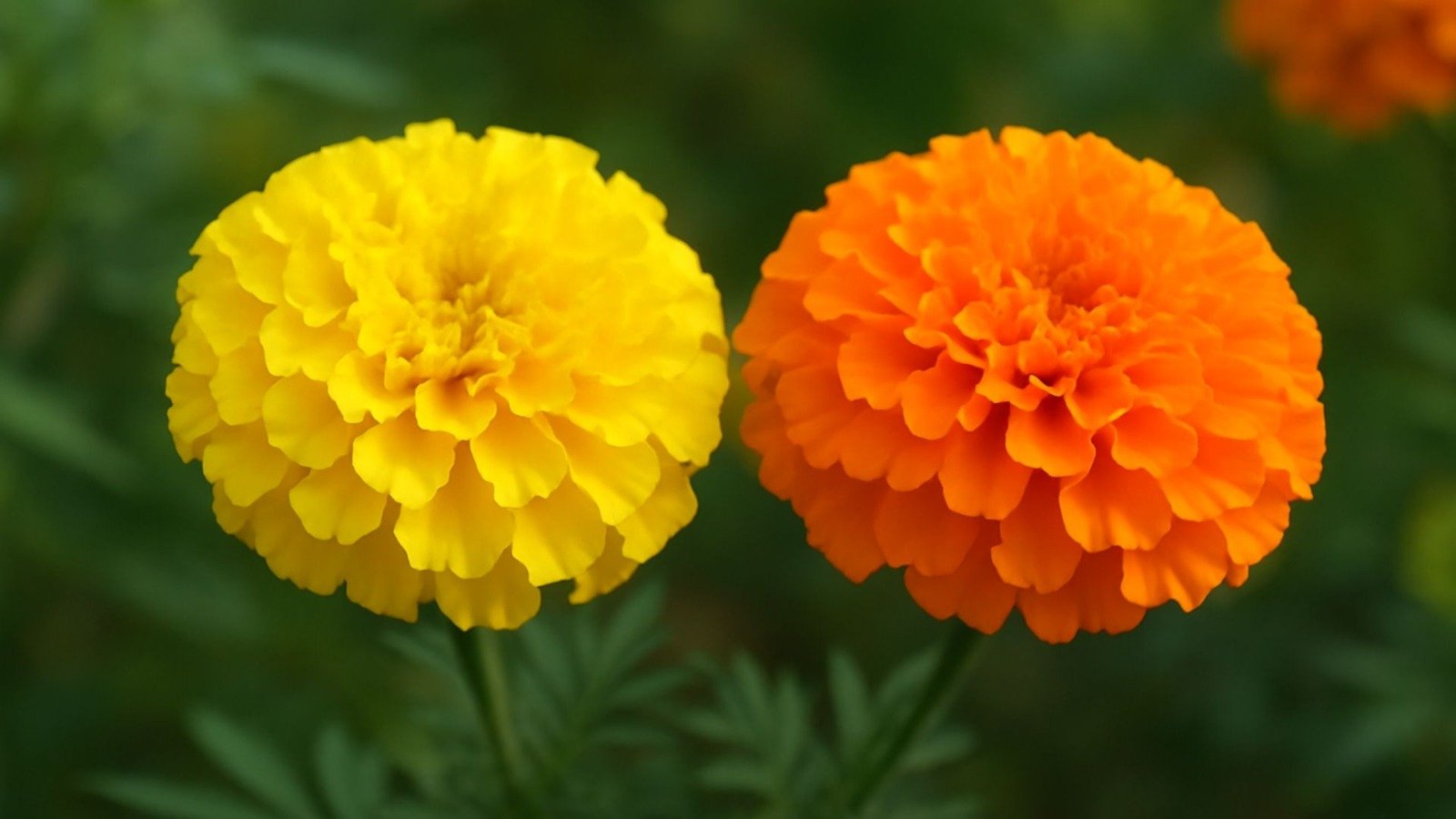 your marigold pot will bloom with flowers just follow this simple trick