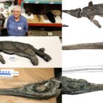 180 million year old sword dragon emerged from the sea astonishing even scientists