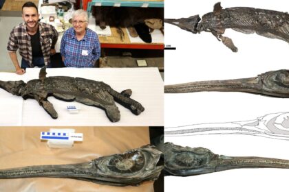 180 million year old sword dragon emerged from the sea astonishing even scientists