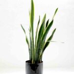 Which are these plants that absorb poisonous gases and give 24 hours oxygen in the house