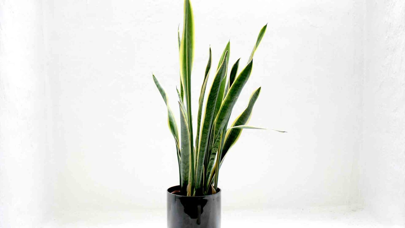 Which are these plants that absorb poisonous gases and give 24 hours oxygen in the house
