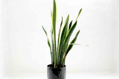 Which are these plants that absorb poisonous gases and give 24 hours oxygen in the house