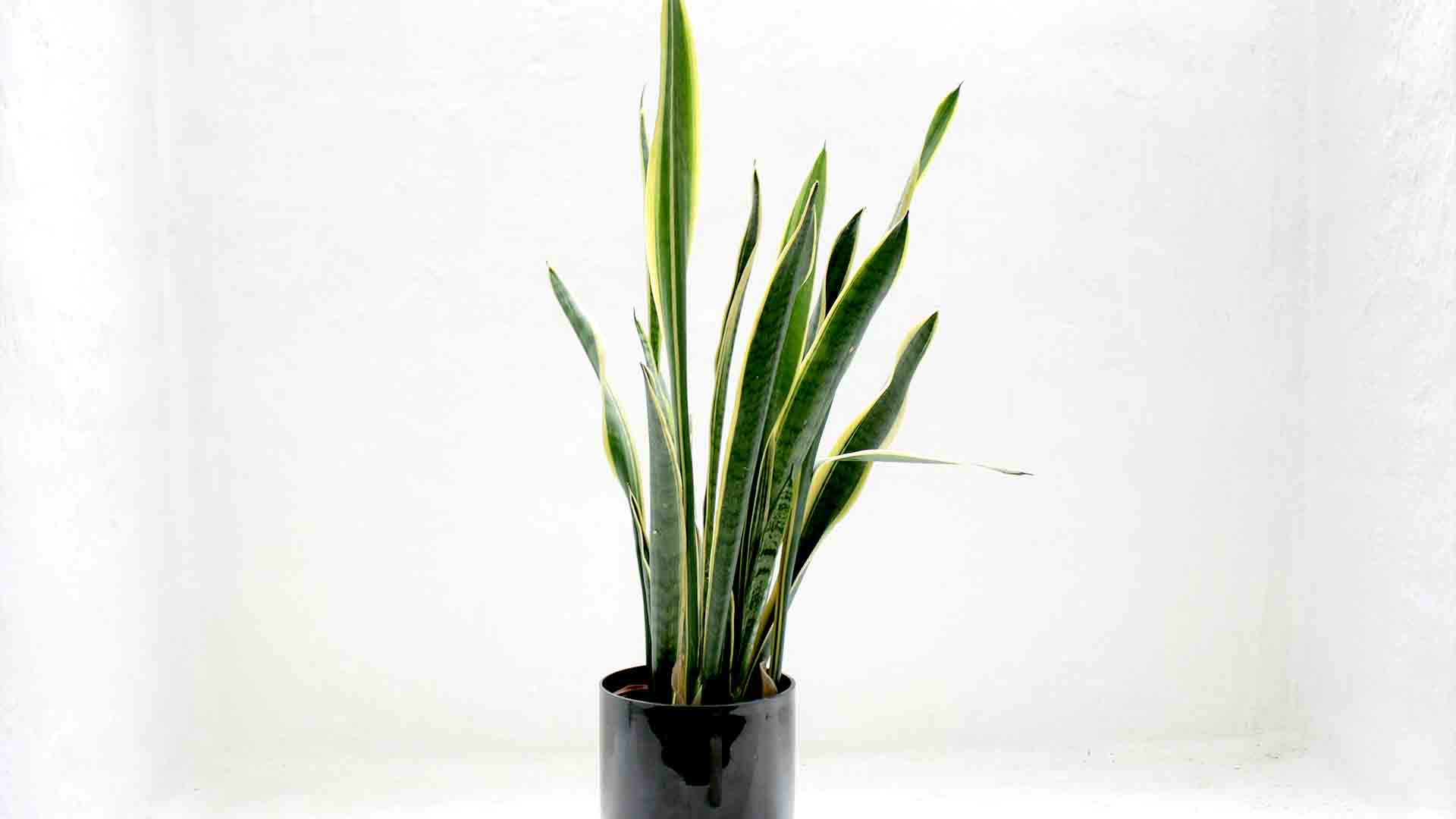Which are these plants that absorb poisonous gases and give 24 hours oxygen in the house