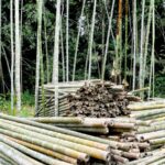 bamboo significance life death green gold