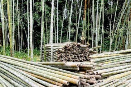 bamboo significance life death green gold