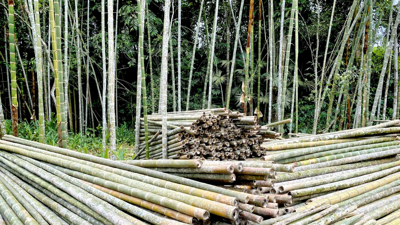 bamboo significance life death green gold