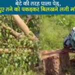 chhattisgarh viral video elderly woman crying peepal tree khairagarh