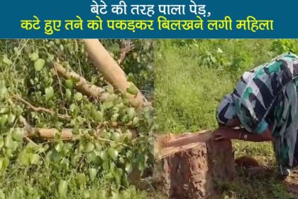 chhattisgarh viral video elderly woman crying peepal tree khairagarh