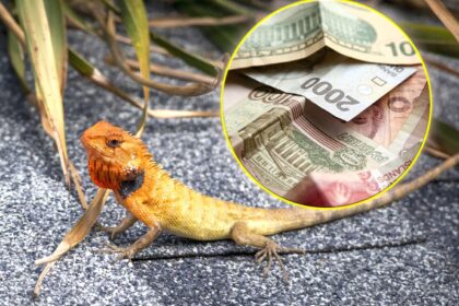 lizards making people rich vaults filling with money on their own