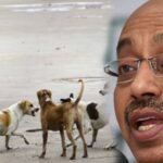 stray dogs attack foreign coaches in delhi bjp questions who is responsible