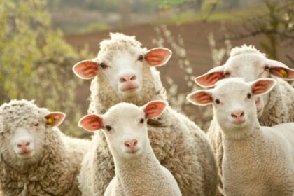 world place where people sniff sheep stomach and apply poop for cure