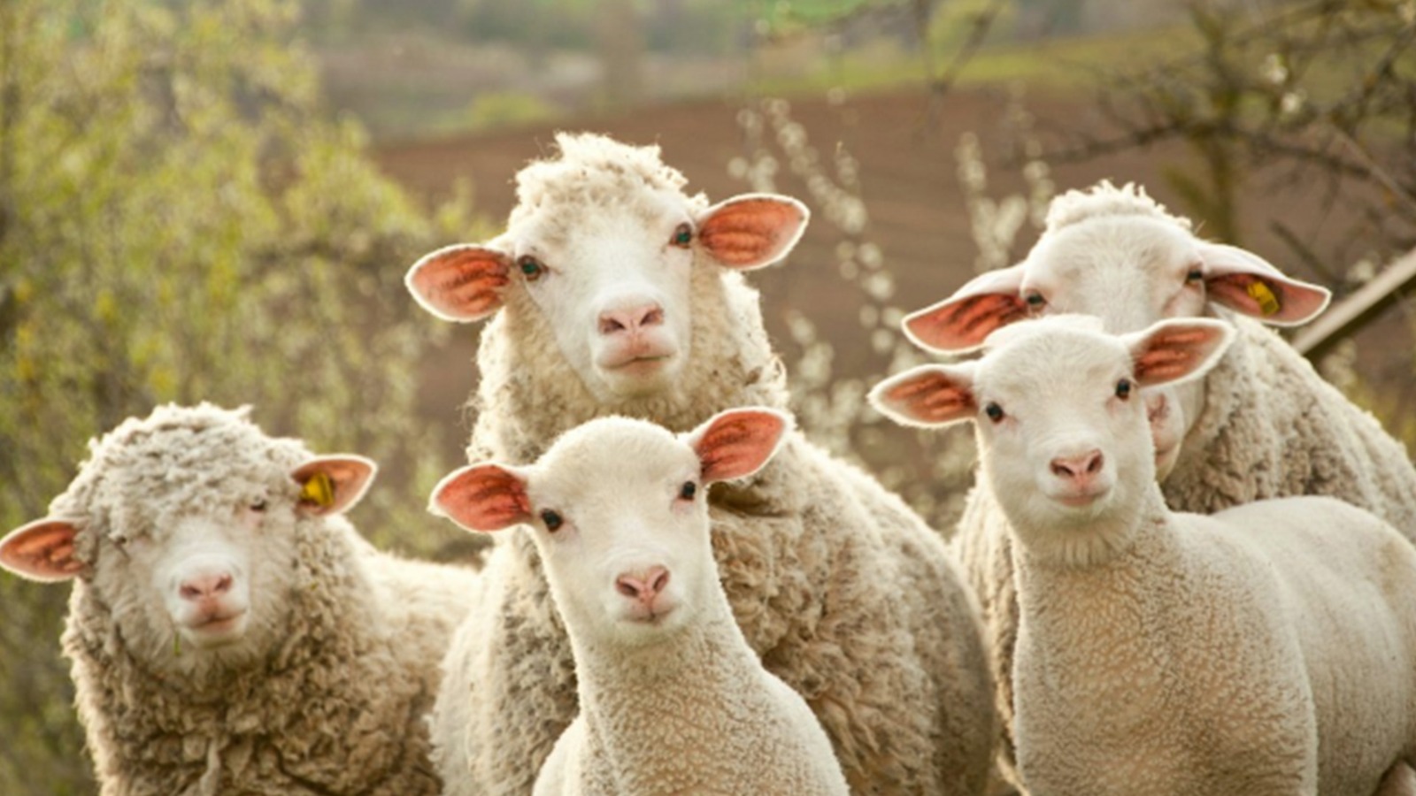 world place where people sniff sheep stomach and apply poop for cure