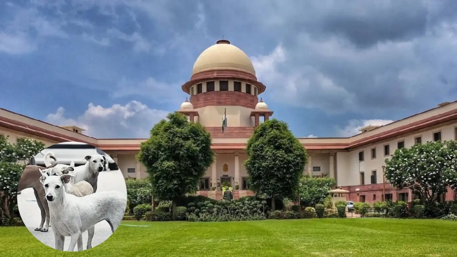 now stray dogs will have to be removed from schools hospitals and railway stations the supreme court has given a big order