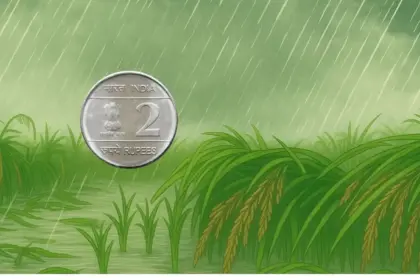 rain destroyed eleven acres of paddy crop and only two rupees came into the account farmer is distressed 1