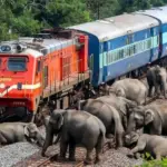 assam rajdhani express collides with elephants 8 elephants killed 5 coaches derailed
